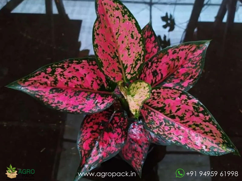 Aglaonema-Kumkoon3