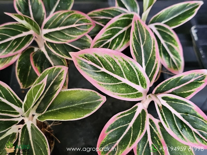 Aglaonema-Lotus-Delight1