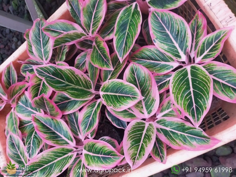 Aglaonema-Lotus-Delight2