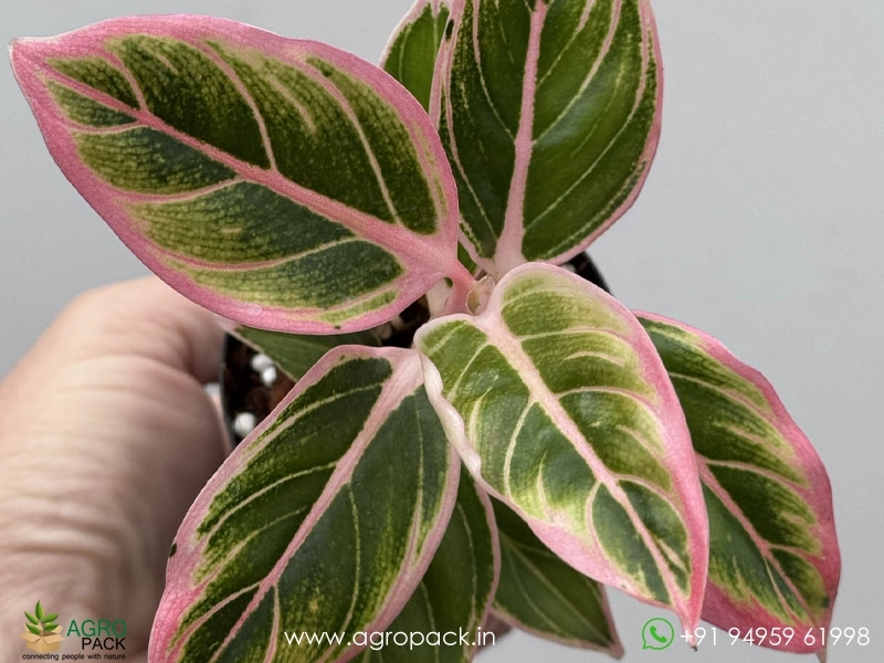 Aglaonema-Lotus-Delight3