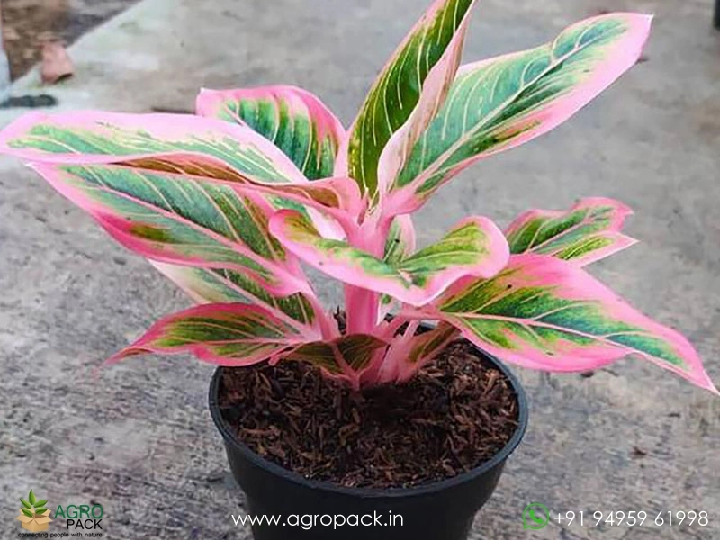 Aglaonema-Lotus-Delight4