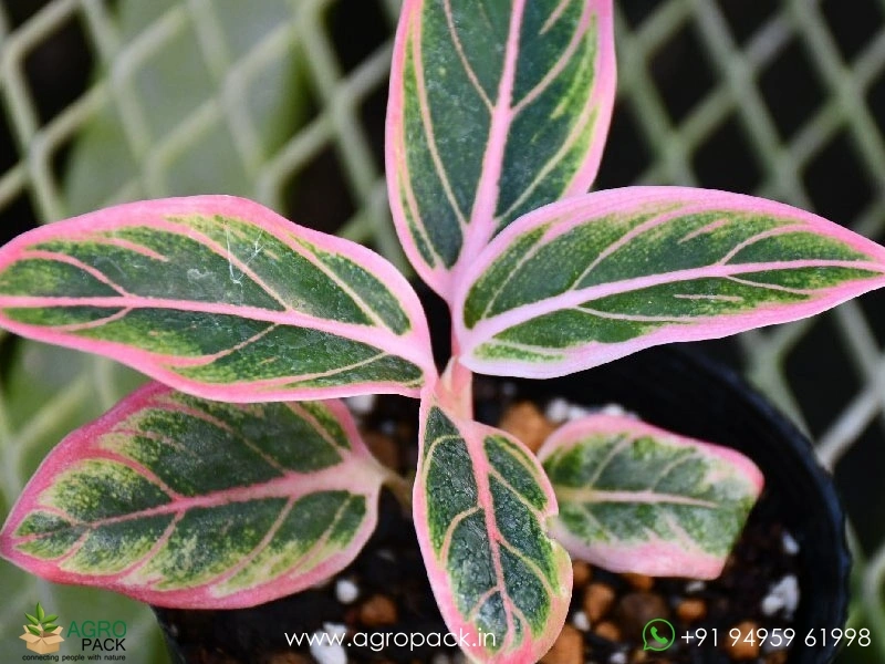 Aglaonema-Lotus-Delight6