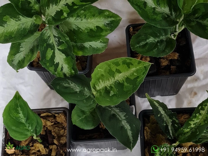 Aglaonema-Pictum-Tricolor2