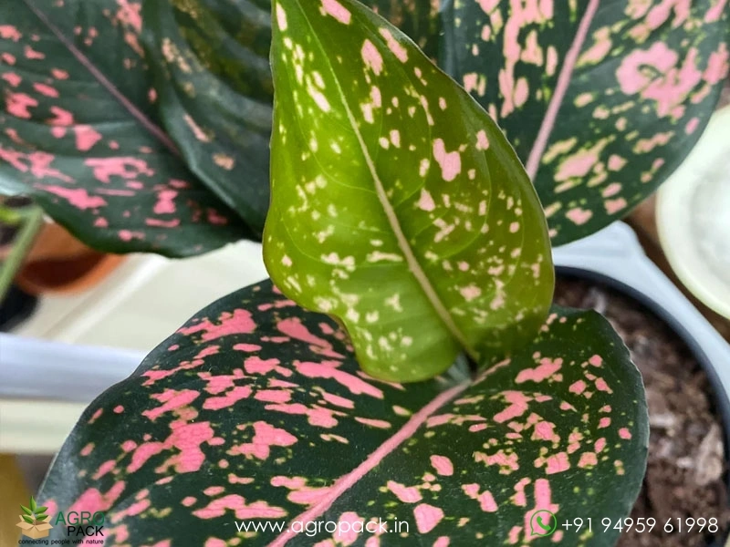 Aglaonema-Pink-Dalmatian3