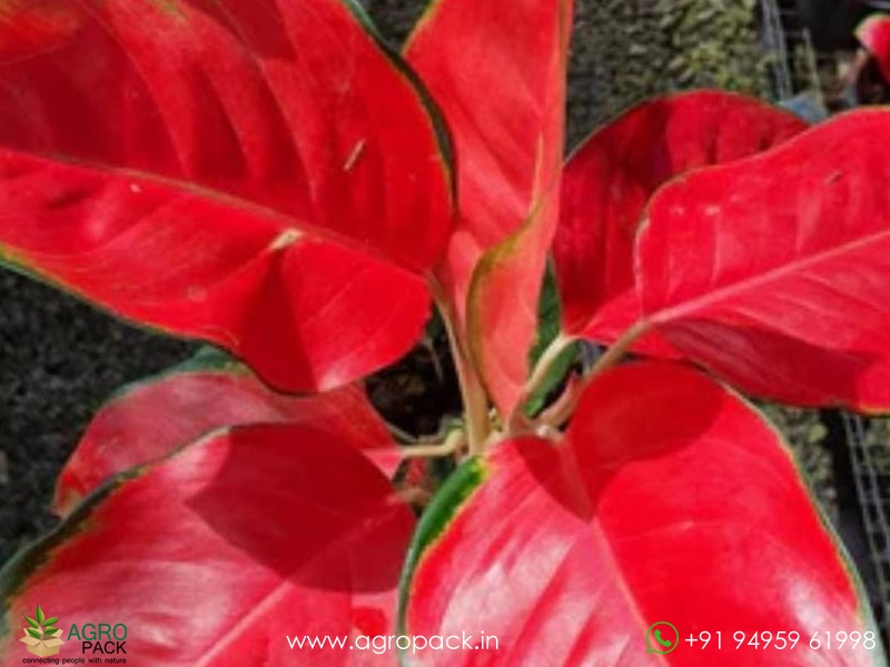 Aglaonema-Red-Anjamani1