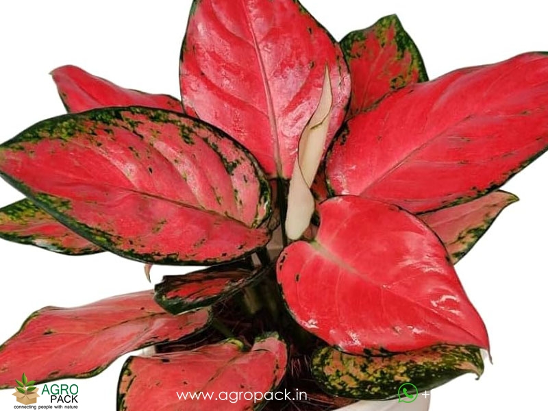 Aglaonema-Red-Anjamani2