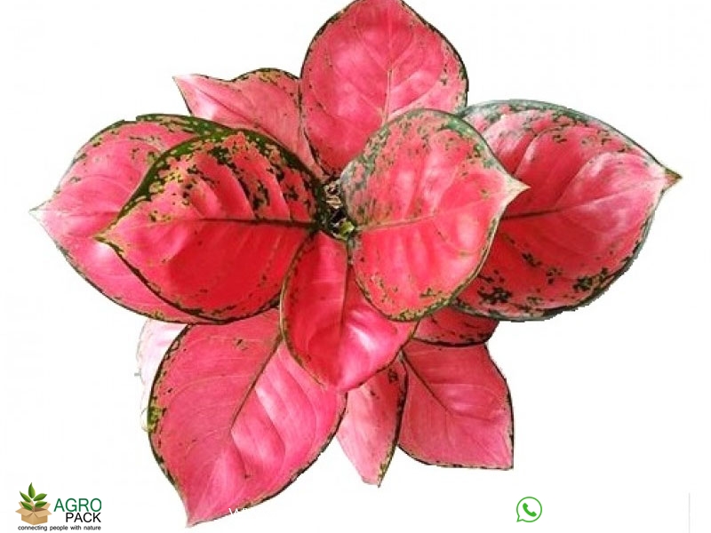 Aglaonema-Red-Anjamani3