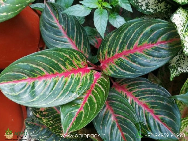 dieffenbachia tropic marianne LP DIEFFENBACHIA TROPIC MARIANNE 4 IN  Hefty Harvest