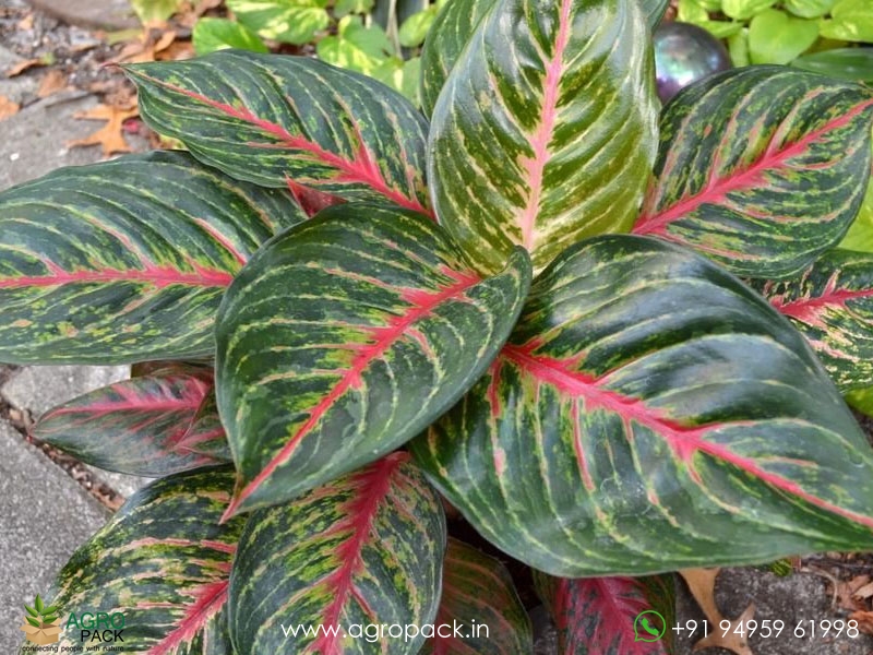 Aglaonema-Red-Emerald2