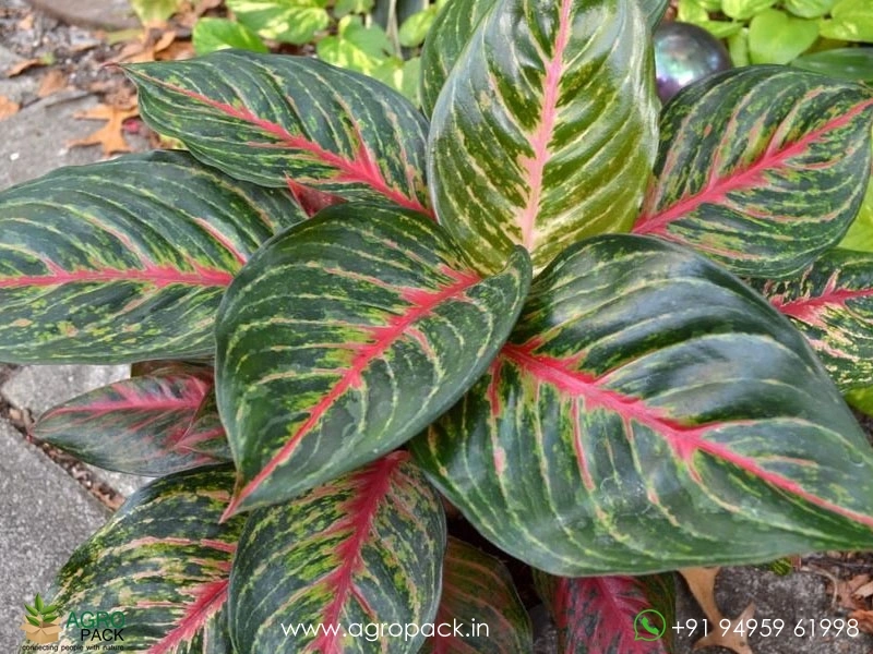 Aglaonema-Red-Emerald2