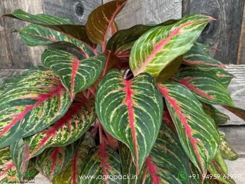 Aglaonema-Red-Emerald3