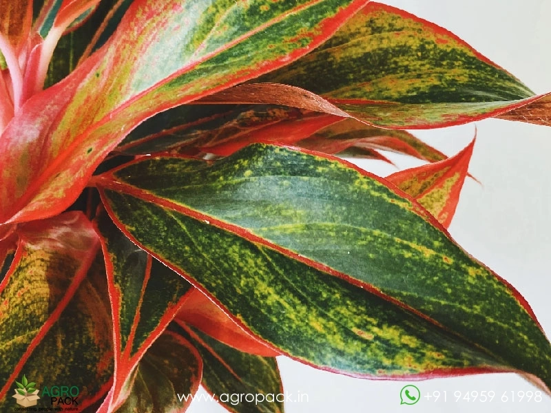 Aglaonema-Red-Gold2