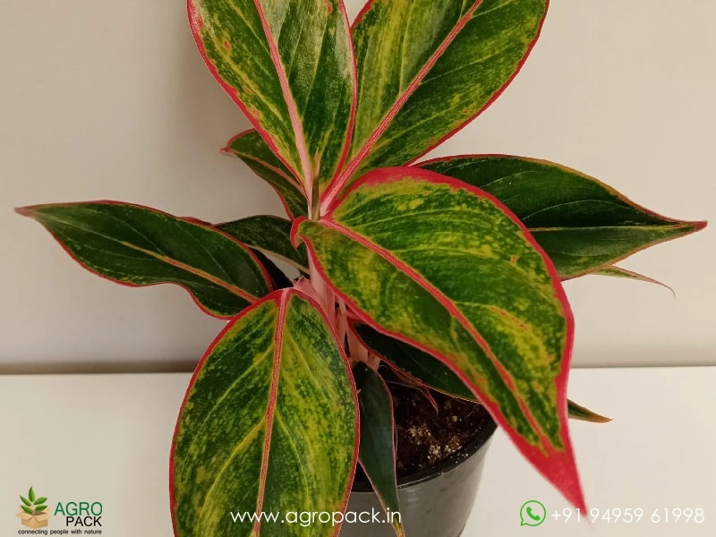 Aglaonema-Red-Gold3
