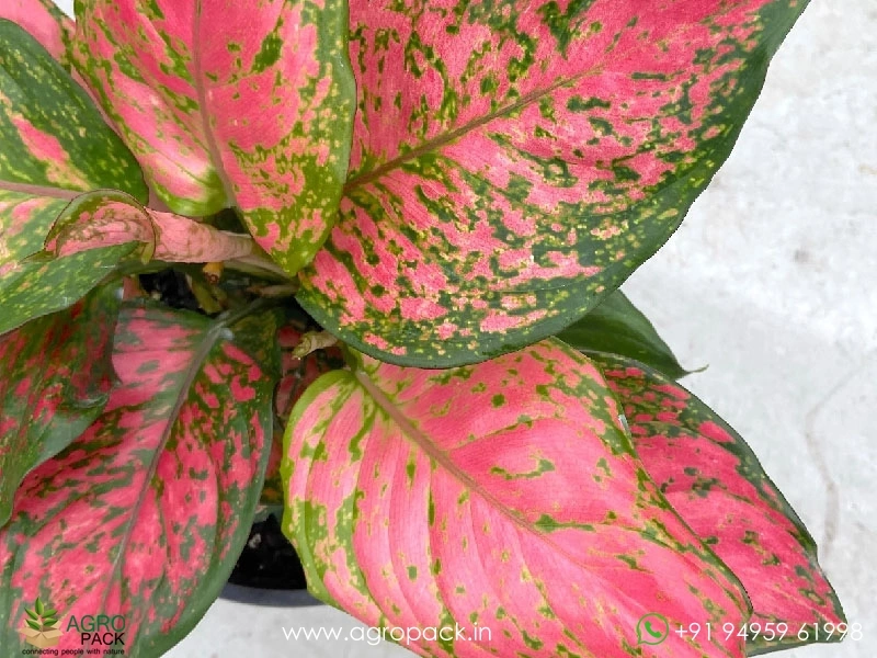 Aglaonema-Red-Valentine2