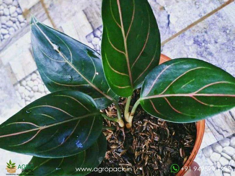 Aglaonema-Red-Vein1