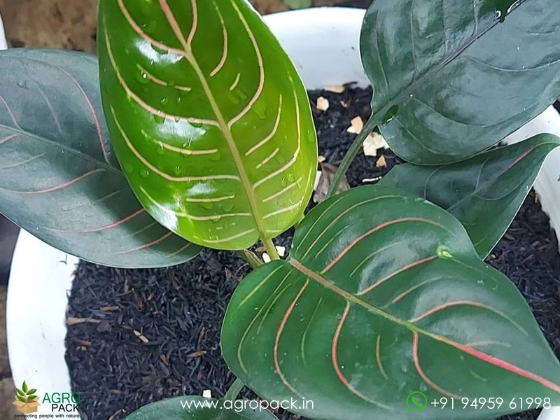 dracaena draco Shop 'Dragon Tree