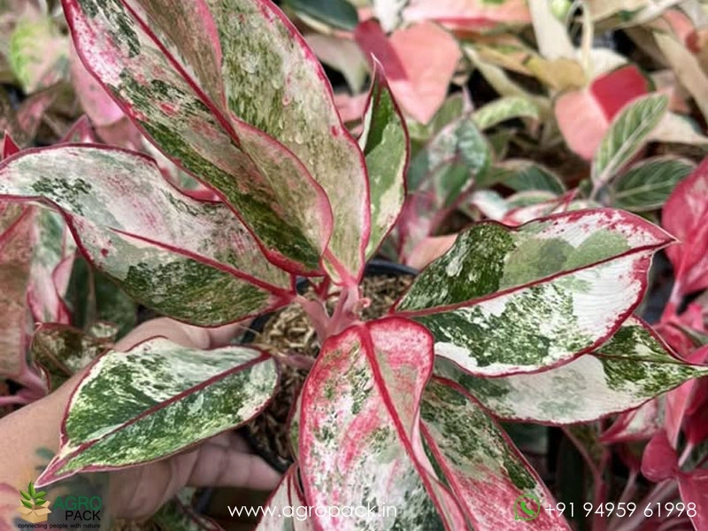 Aglaonema-Siam-Aurora-Variegated1