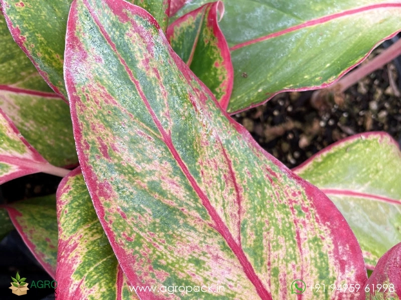 Aglaonema-Siam-Aurora-Variegated2