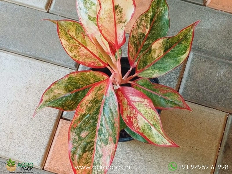 Aglaonema-Siam-Aurora1