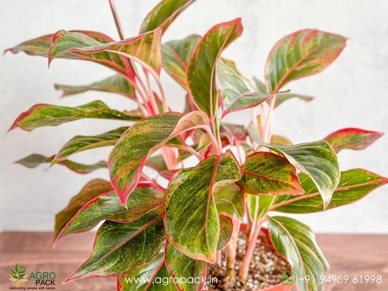 Aglaonema-Siam-Aurora2