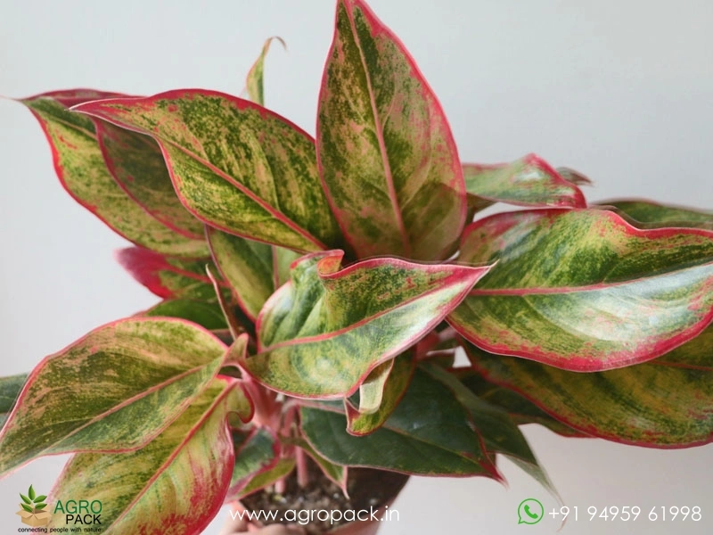 Aglaonema-Siam-Aurora3
