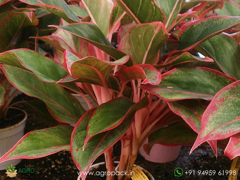 Aglaonema-Siam-Aurora4