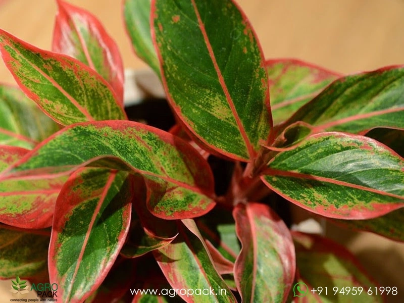 Aglaonema-Siam-Aurora5