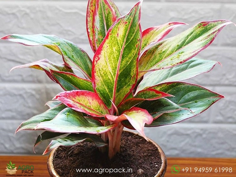 Aglaonema-Siam-Aurora6