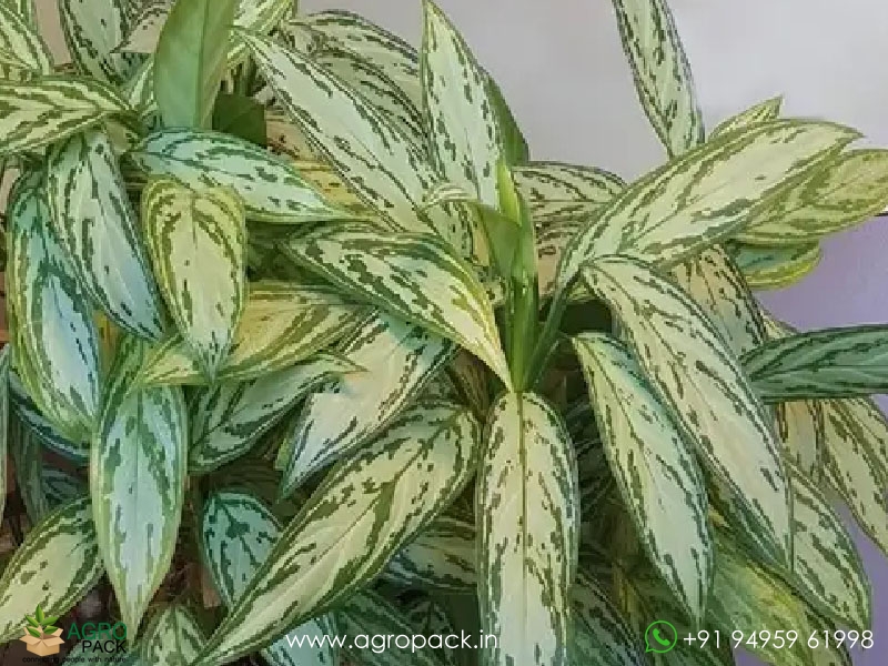 Aglaonema-Silver-Queen1