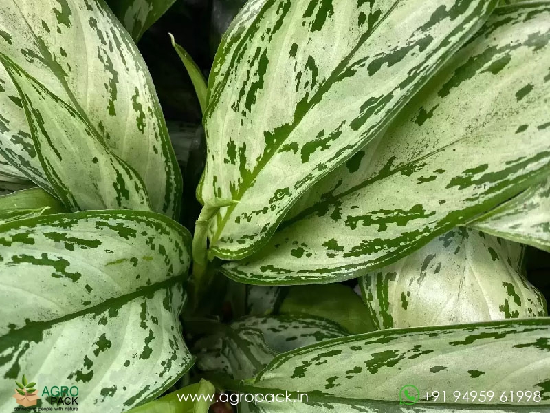 Aglaonema-Silver-Queen2