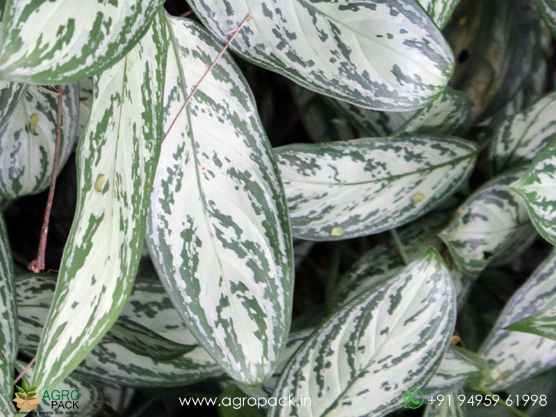 Aglaonema-Silver-Queen3