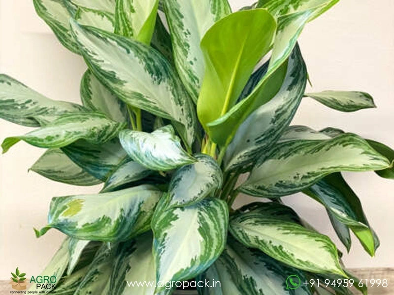 Aglaonema-Silver-Stone1