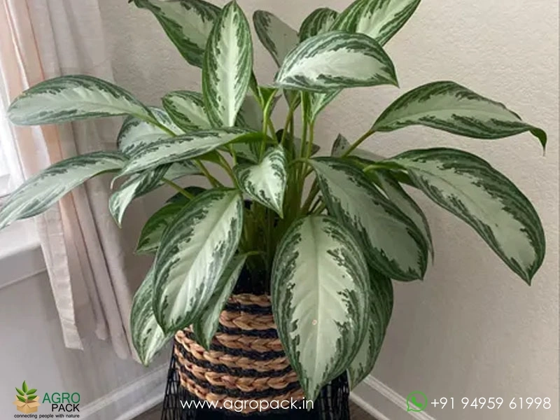 Aglaonema-Silver-Stone2