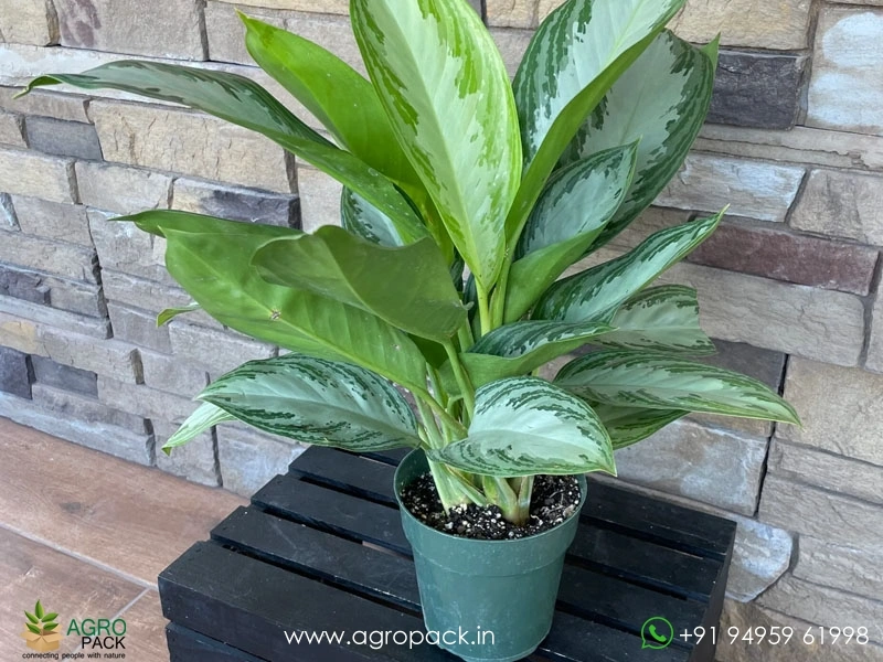 Aglaonema-Silver-Stone3