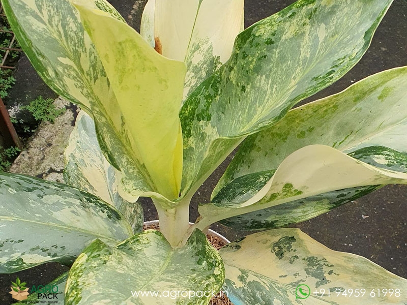 Aglaonema-Silver-White-Variegated1