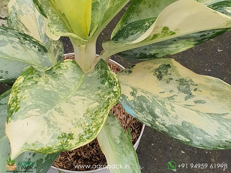 Aglaonema-Silver-White-Variegated3