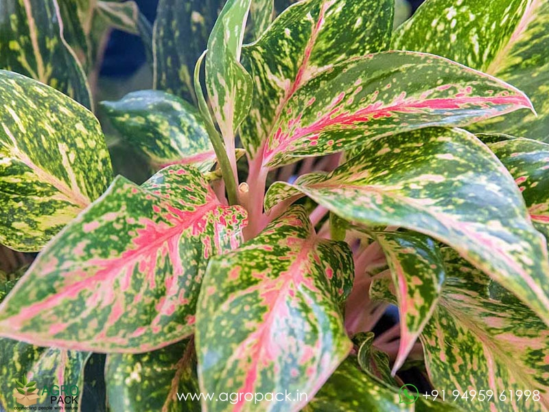 Aglaonema-Sparkling-Sarah1