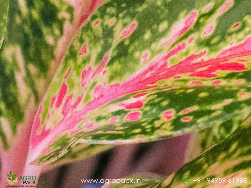 Aglaonema-Sparkling-Sarah2