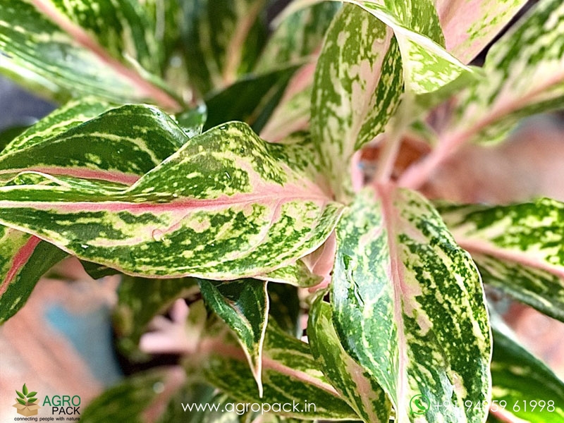 Aglaonema-Sparkling-Sarah3