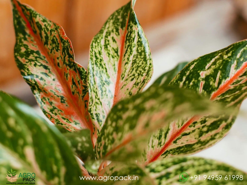 Aglaonema-Sparkling-Sarah4