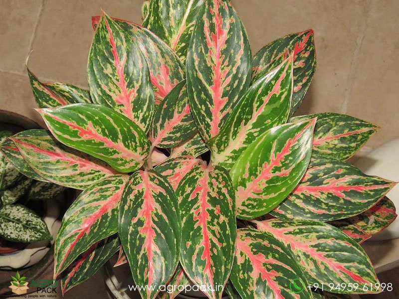 Aglaonema-Sparkling-Sarah5