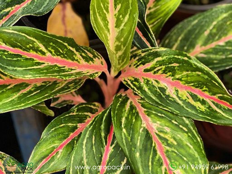 Aglaonema-Sparkling-Sarah6