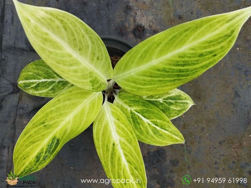 Aglaonema-Sundrop1