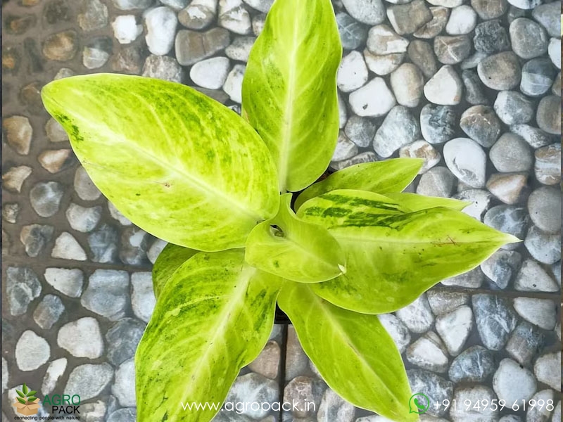 Aglaonema-Sundrop2