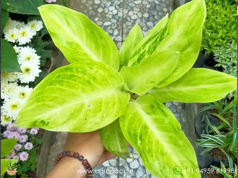 Aglaonema-Sundrop3