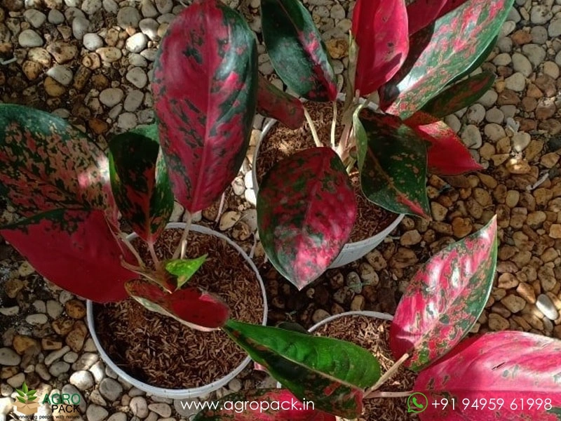 Aglaonema-SuperStar-Red1