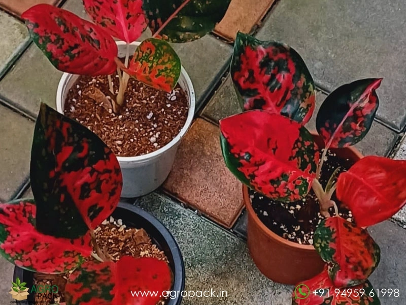 Aglaonema-SuperStar-Red2