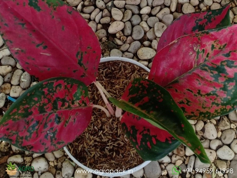 Aglaonema-SuperStar-Red3