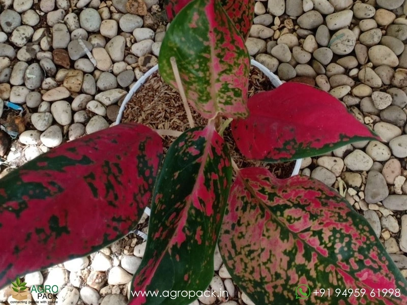 Aglaonema-SuperStar-Red4