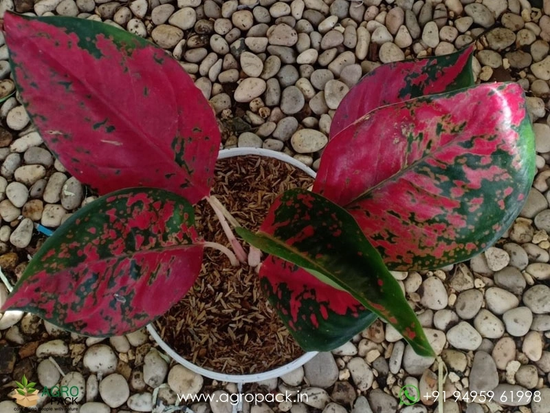 Aglaonema-SuperStar-Red5